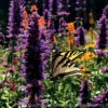 Agastache 'Blue Boa' Hummingbird Mint -NatureNest Gardens Store AGASTACHE BLUE BOA 2