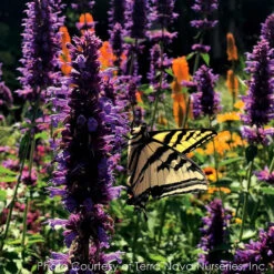 Agastache 'Blue Boa' Hummingbird Mint