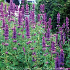 Agastache 'Blue Boa' Hummingbird Mint -NatureNest Gardens Store AGASTACHE BLUE BOA 4