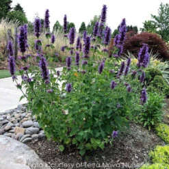 Agastache 'Blue Boa' Hummingbird Mint -NatureNest Gardens Store AGASTACHE BLUE BOA 5
