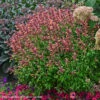 Agastasche 'Peachie Keen' Hummingbird Mint -NatureNest Gardens Store AGS Peachie Keen WG