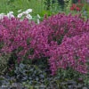 Agastache 'Rosie Posie' Hummingbird Mint -NatureNest Gardens Store AGS RosiePosie WG