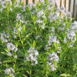 Amsonia Tabernaemontana Willowleaf Blue Star
