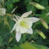 Aquilegia 'Songbird Dove' Columbine -NatureNest Gardens Store AQL Songbird Dove EZ