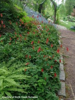 Aquilegia Canadensis Native Columbine 7 Aquilegia Canadensis Native Columbine -NatureNest Gardens Store AQUILEGIA CANADENSIS 2bfdba8f bb40 4c5e 9bb5 e046154e08d7