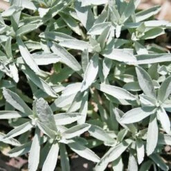 Artemisia Ludoviciana 'Valerie Finnis' Wormwood