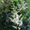 Astilbe Chinensis 'Vision In White' False Spirea