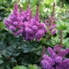 Astilbe Chinensis 'Visions' False Spirea -NatureNest Gardens Store ASB Visions EZ