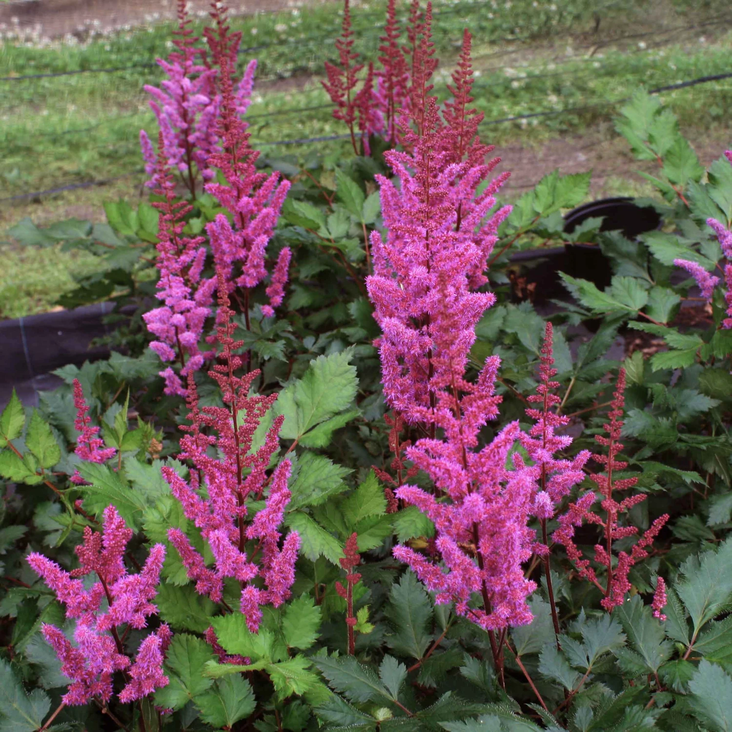 Astilbe Chinensis 'Vision In Red' False Spirea 3 Astilbe Chinensis 'Vision In Red' False Spirea