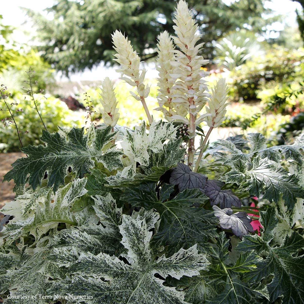 Acanthus Whitewater 3 Acanthus Whitewater