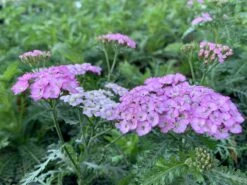 Achillea 'Appleblossom' Yarrow -NatureNest Gardens Store Achillea Appleblossom 1