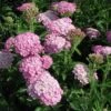 Achillea 'Appleblossom' Yarrow -NatureNest Gardens Store Achillea Appleblossom Yarrow