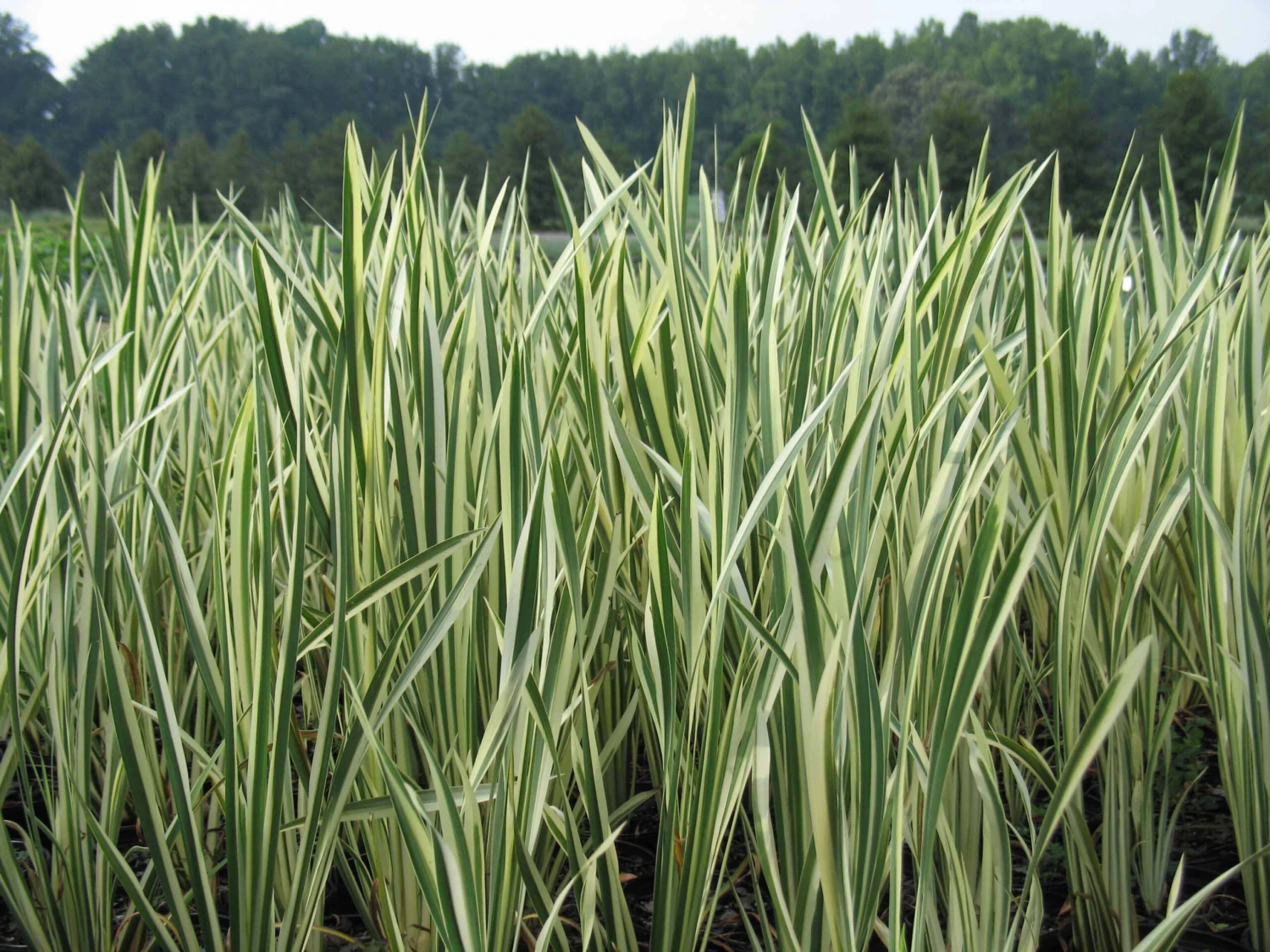 Acorus Calamus 'Variegatus' Sweet Flag 4 Acorus Calamus 'Variegatus' Sweet Flag - Image 2