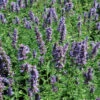 Agastache 'Black Adder' Hummingbird Mint -NatureNest Gardens Store Agastache Black Adder