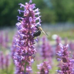 Agastache 'Blue Boa' Hummingbird Mint -NatureNest Gardens Store Agastache BlueBoa bee CW