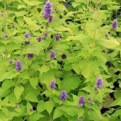 Agastache Foeniculum 'Golden Jubilee' Anise Hyssop 7 Agastache Foeniculum 'Golden Jubilee' Anise Hyssop -NatureNest Gardens Store Agastache GoldenJubilee 3