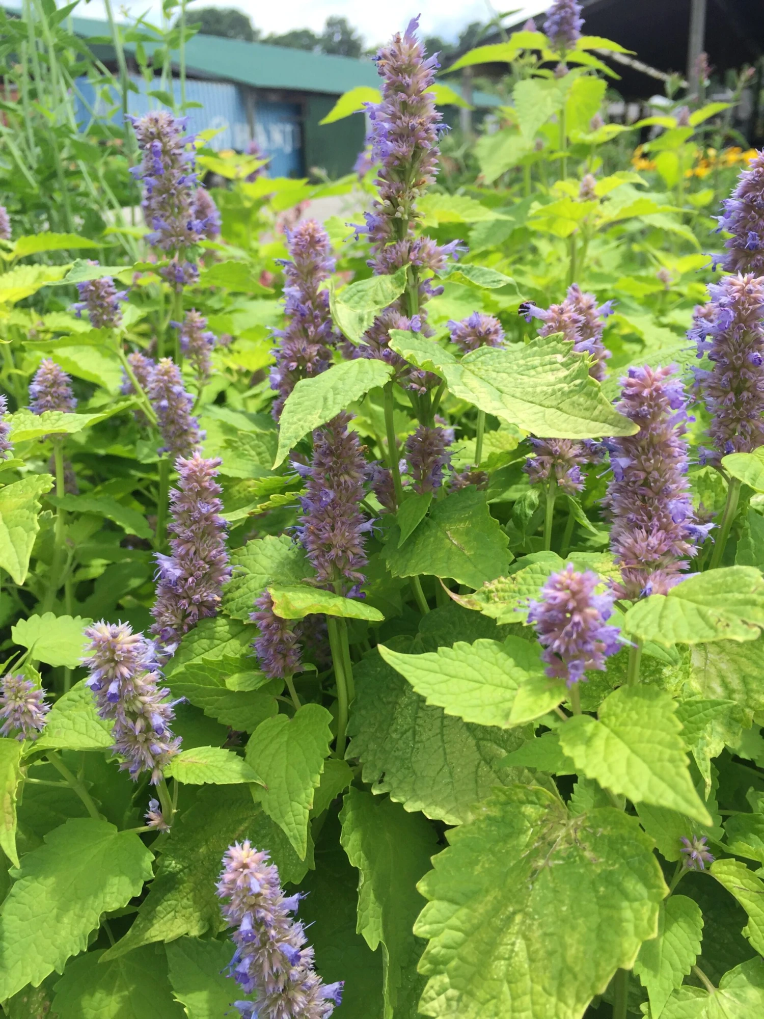 Agastache Foeniculum 'Golden Jubilee' Anise Hyssop 3 Agastache Foeniculum 'Golden Jubilee' Anise Hyssop