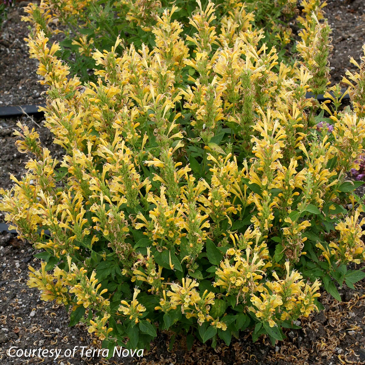 Agastache 'Poquito Butter Yellow' Hummingbird Mint 3 Agastache 'Poquito Butter Yellow' Hummingbird Mint