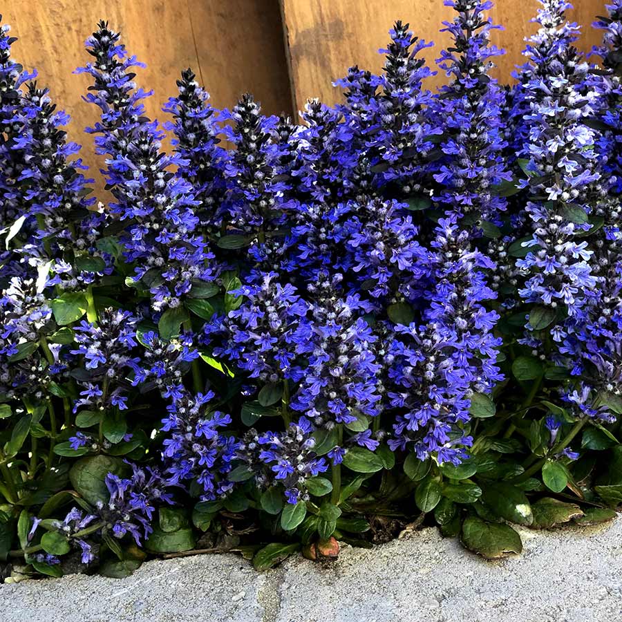 NatureNest Gardens Store -NatureNest Gardens Store Ajuga Blueberry Muffin 10