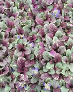 Ajuga Reptans 'Burgundy Glow' Bugleweed