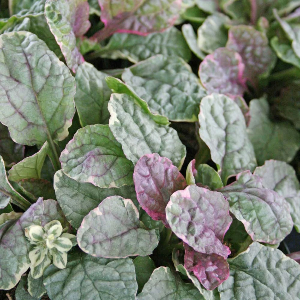 Ajuga Reptans 'Burgundy Glow' Bugleweed 4 Ajuga Reptans 'Burgundy Glow' Bugleweed - Image 2