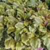Ajuga Reptans 'Golden Glow' Bugleweed -NatureNest Gardens Store Ajuga Golden Glow Bugleweed
