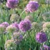 Allium 'Medusa' Ornamental Onion 1 Allium 'Medusa' Ornamental Onion -NatureNest Gardens Store Allium Medusa Ornamental Onion
