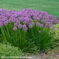 Allium 'Millenium' Ornamental Onion 8 Allium 'Millenium' Ornamental Onion -NatureNest Gardens Store Allium Millenium 1 WG
