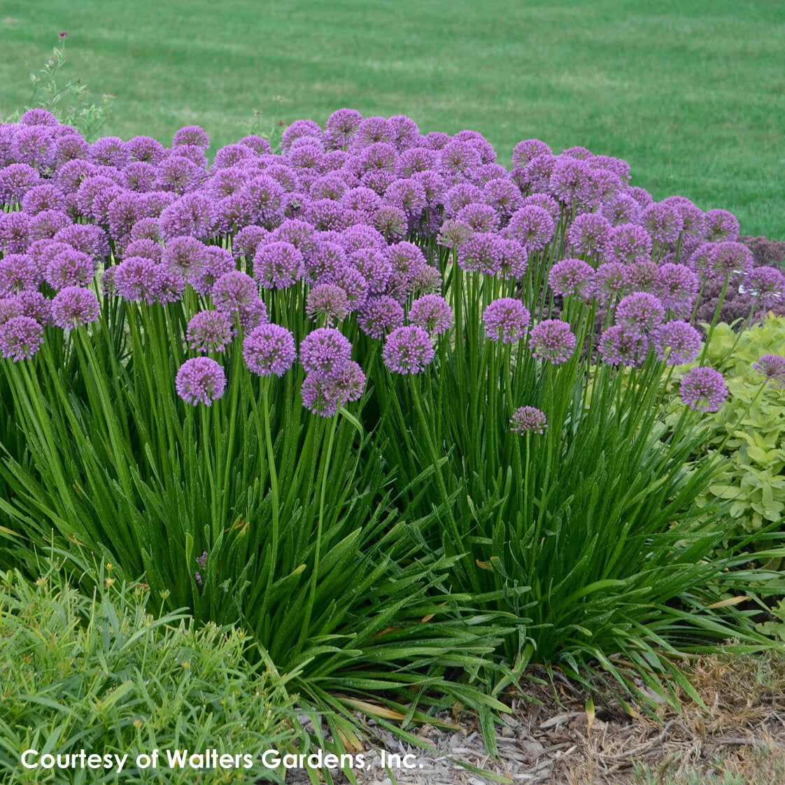 Allium 'Millenium' Ornamental Onion 5 Allium 'Millenium' Ornamental Onion - Image 3