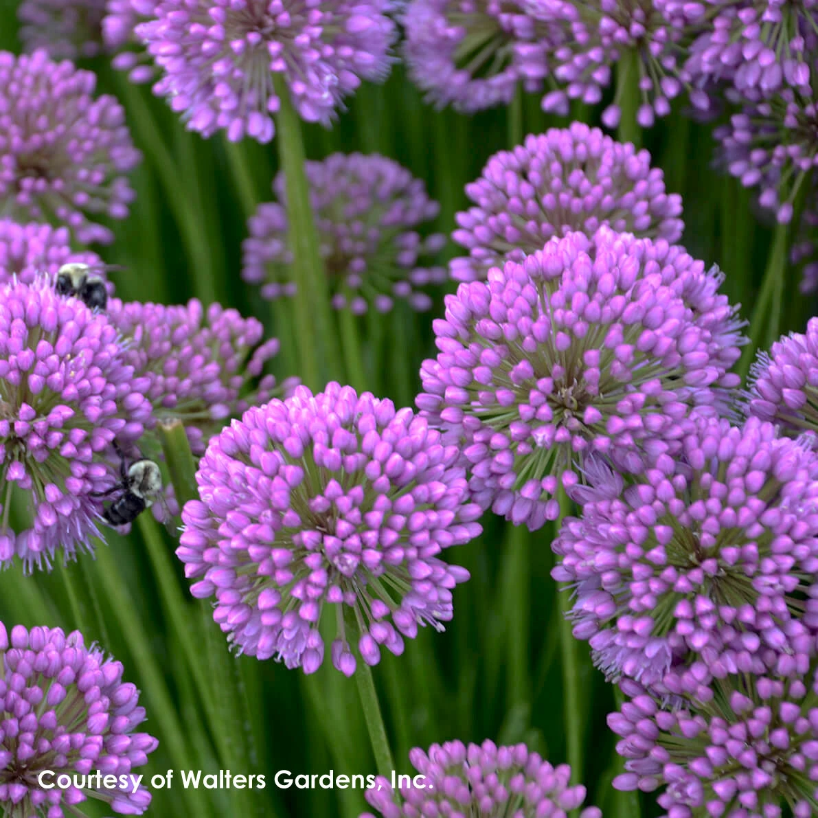 Allium 'Millenium' Ornamental Onion 6 Allium 'Millenium' Ornamental Onion - Image 4