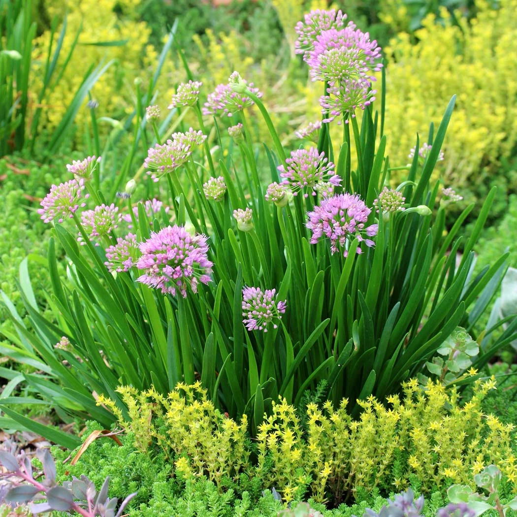 Allium 'Millenium' Ornamental Onion 4 Allium 'Millenium' Ornamental Onion - Image 2
