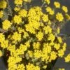Alyssum Wulfenianum 'Golden Spring' Basket Of Gold -NatureNest Gardens Store Alyssum Golden Spring Basket of Gold