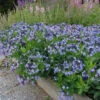 Amsonia 'Blue Ice' Blue Star -NatureNest Gardens Store Amsonia Blue Ice 3