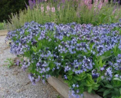 Amsonia 'Blue Ice' Blue Star