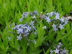 Amsonia 'Blue Ice' Blue Star -NatureNest Gardens Store Amsonia Blue Ice 4