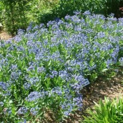 Amsonia 'Blue Ice' Blue Star -NatureNest Gardens Store Amsonia Blue Ice Blue Star Bluestar 2