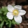 Anemone Canadensis Meadow Windflower