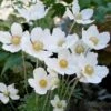 Anemone Sylvestris Snowdrop Windflower 2 Anemone Sylvestris Snowdrop Windflower -NatureNest Gardens Store Anemone sylvestris Snowdrop Windflower