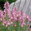 Antirrhinum Hispanicum Spanish Snapdragon -NatureNest Gardens Store Antirrhinum hispanicum spanish snapdragon pink yellow