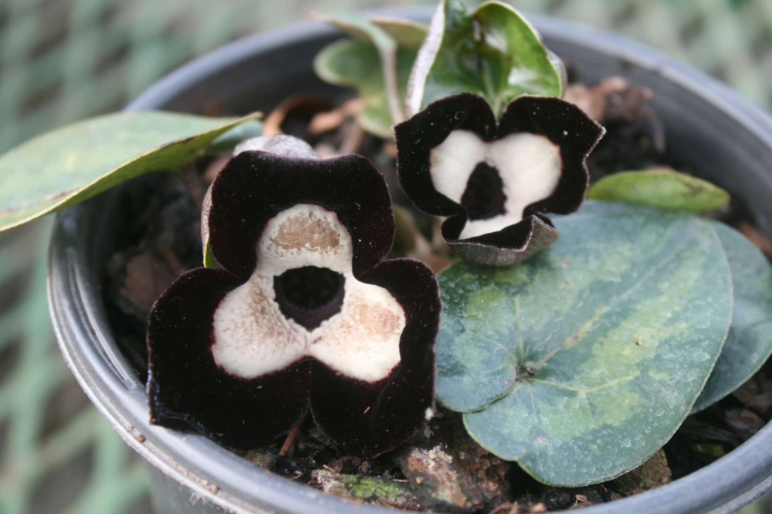 Asarum Maximum 'Ling Ling' Panda Face Ginger 3 Asarum Maximum 'Ling Ling' Panda Face Ginger