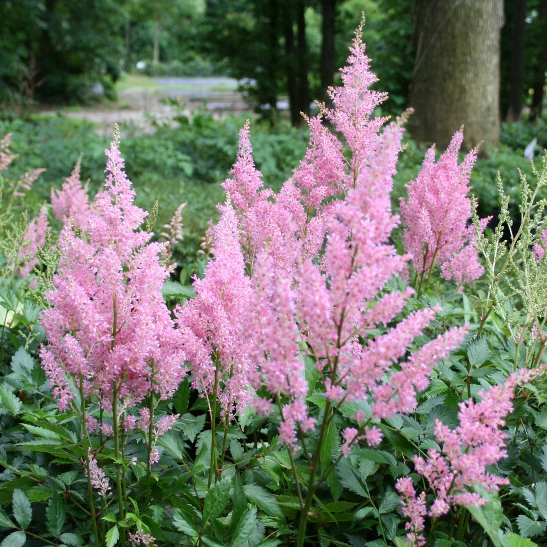 Astilbe 'Little Vision In Pink' False Spirea 3 Astilbe 'Little Vision In Pink' False Spirea