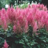 Astilbe Visions In Pink False Spirea 1 Astilbe Visions In Pink False Spirea -NatureNest Gardens Store AstilbeVisionsinPink