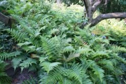 Fern 'Brilliance' Autumn -NatureNest Gardens Store Autumn Fern