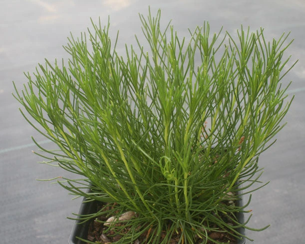 Bigelowia Nuttallii Rayless Goldenrod 4 Bigelowia Nuttallii Rayless Goldenrod - Image 2