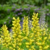 Baptisia 'Sunny Morning' 2 Baptisia 'Sunny Morning' -NatureNest Gardens Store BPT Sunny Morning