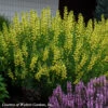 Baptisia Australis 'American Goldfinch' False Indigo