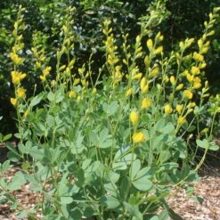 Baptisia Sphaerocarpa False Indigo