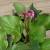 Bergenia Cordifolia 'Winterglut' Saxifrage -NatureNest Gardens Store Bergenia Winterglut Saxifrage Piqsqueak