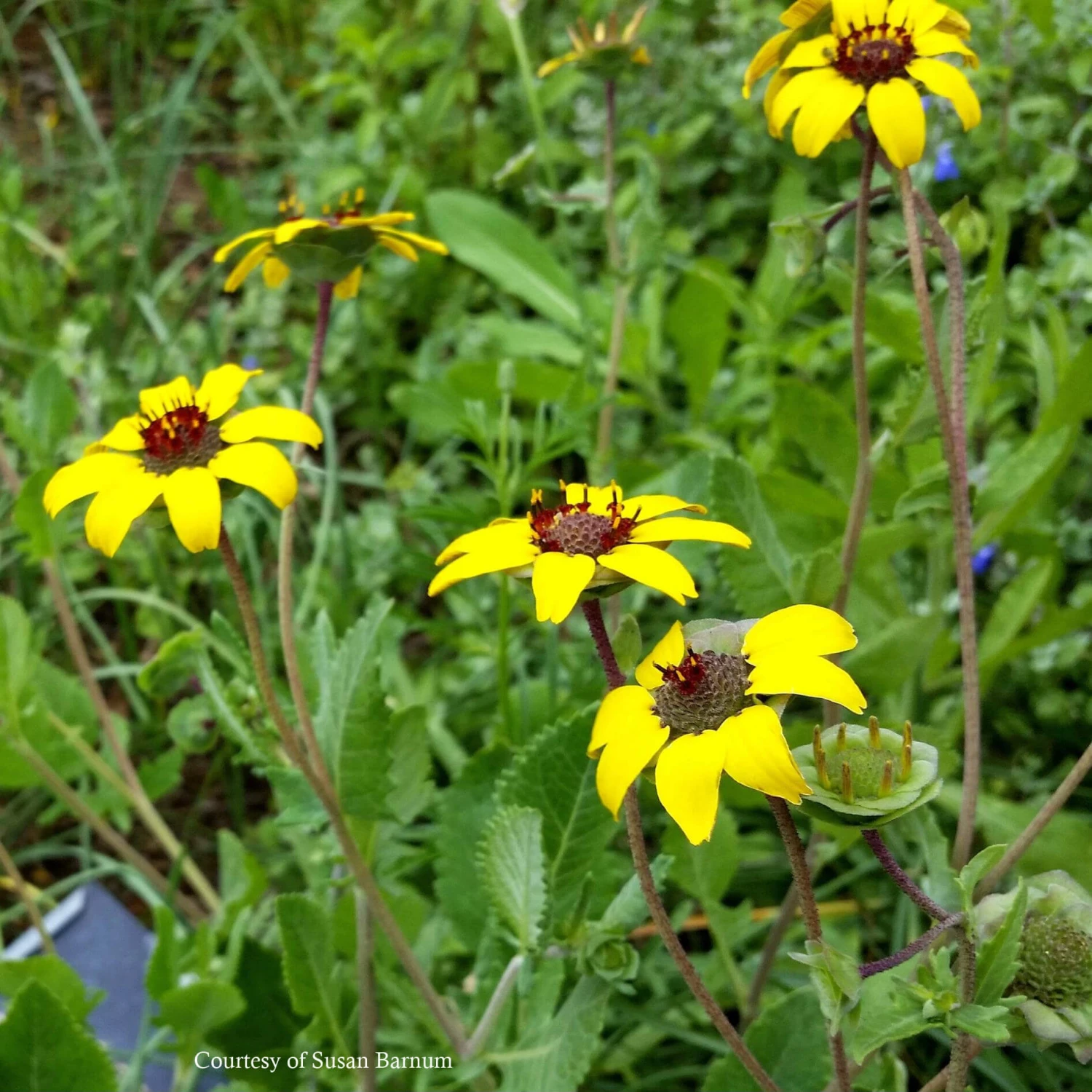 Berlandiera Lyrata Chocolate Flower 3 Berlandiera Lyrata Chocolate Flower