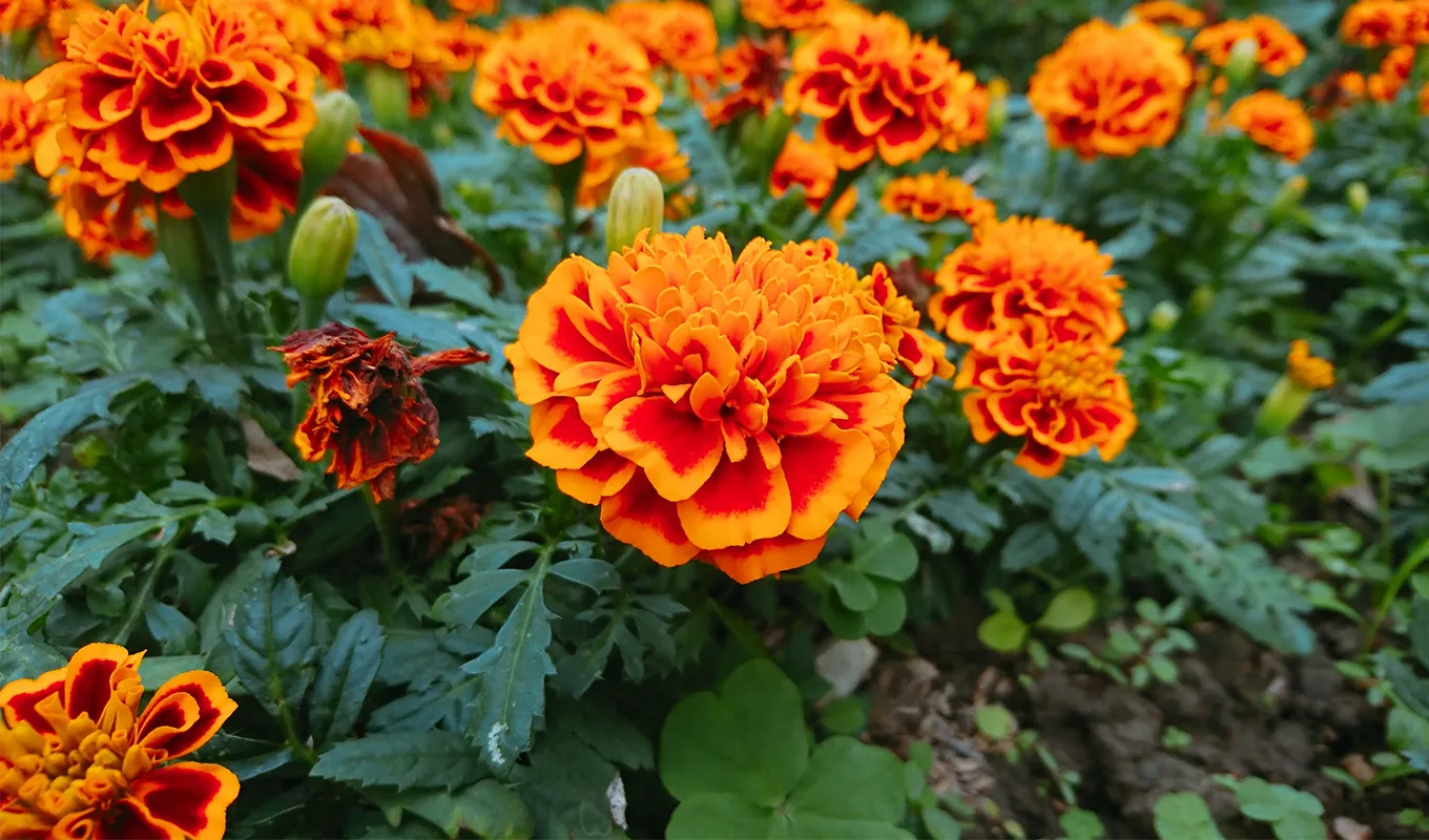 NatureNest Gardens Store -NatureNest Gardens Store Best Annual Flowers for Full Sun Marigold